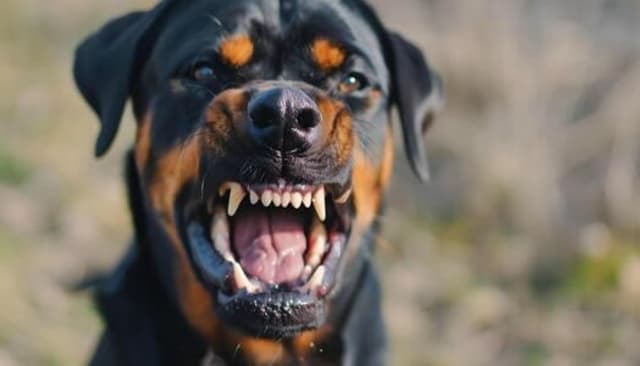 Man VS Dog