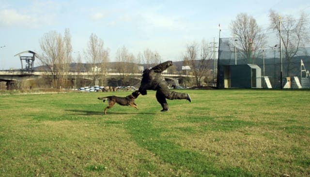 Man VS Dog