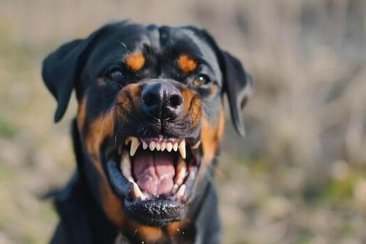 Man VS Dog